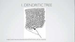 What Is A Dendrite [upl. by Drus]