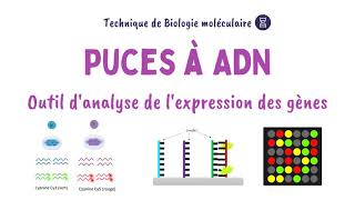 Puces à ADN  Biochimie Facile [upl. by Sakram]