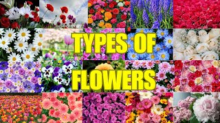 Learn the names of flowers in English  flowers vocabulary  Types of flowers  English vocabulary [upl. by Jodi729]