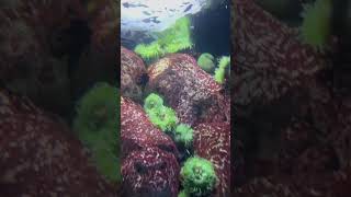 UNDERWATER WORLDSEA ANEMONESshorts shortsvideo ocean anemones sea nature animals animal [upl. by Yren426]