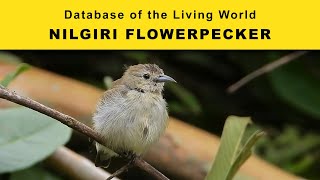 Nilgiri Flowerpecker  Database of the Living World  DBLW [upl. by Samal]