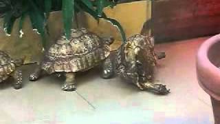 Leopard Tortoise helps his friend [upl. by Dulsea]