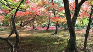 Sato no Aki Country Fall  里の秋 [upl. by Karita338]