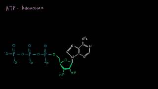 ATP Adenosine Triphosphate [upl. by Tonkin]