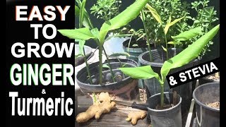 GROW Ginger amp Turmeric EASY in Containers and Stevia and Vanilla Orchid Orange amp Black Turmeric [upl. by Toll]