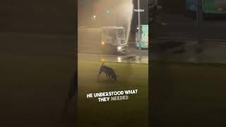 Water Truck Driver Brings Coolness to Dogs [upl. by Ariahay570]