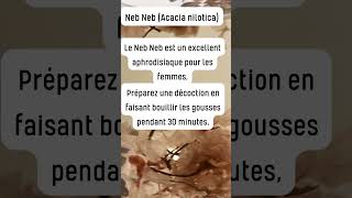 Neb Neb Acacia nilotica astuce bienetrenaturel SantéHolistique RemèdesTraditionnelsquot [upl. by Noivax331]