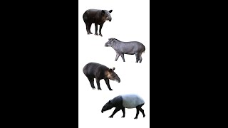 Types Of Tapir  Species Of Tapir  tapirs shorts [upl. by Aicenra]