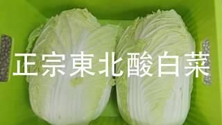 ENG SUB解密 如何在家輕鬆做正宗東北酸白菜  How to make Chinese Sauerkraut at Home [upl. by Burner336]