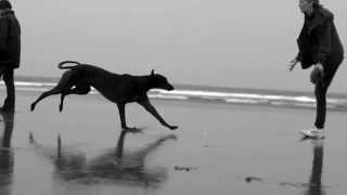 GREYHOUND galloping slow motion 1000frames per second [upl. by Garceau]