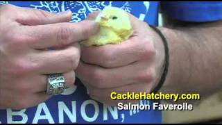 Salmon Faverolle Chicken  Baby Chicks for Sale  Cackle Hatchery [upl. by Nwadal]