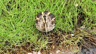 Jack Snipe bobbing and probing [upl. by Sharline]