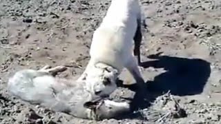 Kangal Completely Destroys A Wolf In An Epic Battle [upl. by Saber]