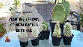 Tips on Potting a Cactus Planting Various Opuntia Cuttings [upl. by Morgen741]