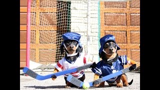 Crusoe amp Oakley Dachshund Play Ball Hockey [upl. by Orecul]