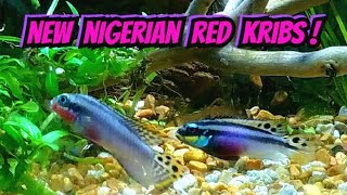 Nigerian Red Kribensis Pairing Off For Life  Breeding Cichlid Pelvicachromis Taeniatus Nigeria Red [upl. by Aneetsirhc697]