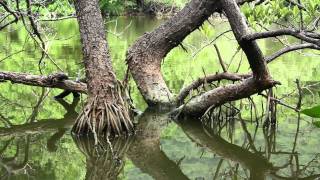 Parque Nacional Natural Tayrona [upl. by Amethist]