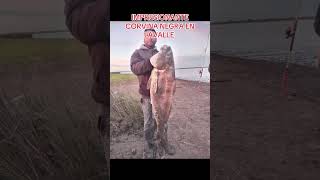 IMPRESIONANTE CORVINA NEGRA LAVALLE fishing fish argentina fishingvideo amigos pesca pescaria [upl. by Phyl]