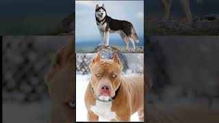 rottweiler vs pitbull vs husky vs dogo argentino vs kangal  😱😡🤯  viral foryou ytshorts dog [upl. by Ecnirp604]