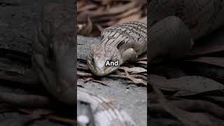 Skink Lizards Fun Facts You Didnt Know [upl. by Danielle]