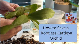 How to Save a Rootless Cattleya Orchid Hopefully  Sphag N Bag Rescue Method  Moss and Moisture [upl. by Acnaiv]