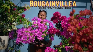 How to Get More Flowers in Bougainvillea I Bougainvillea Flowering tips by Pabitra Garden [upl. by Atenahs940]