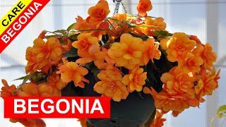 How To Grow Begonia  Begonia Care Tips [upl. by Akinit]