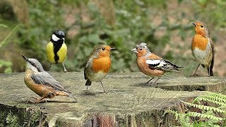 Videos for Cats to Watch  Birds in Birdville  ONE HOUR [upl. by Tomasine910]