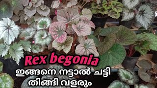 Rex Begonia best potting mix for growth 100malayalam [upl. by Uzial]