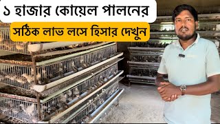 ১ হাজার কোয়েল পাখি লাভ লসে সঠিক হিসাব  koel pakhi palan  koyel pakhi farming  quail bird farm [upl. by Anolahs]