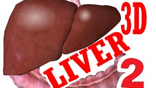 Liver Anatomy And Histology  part 2 [upl. by Lupita891]