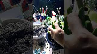 Repotting succulents Succulent plant succulents plants cactus propagation homegarden tips [upl. by Georgianne]