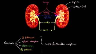 Anatomie et fonctions des reins [upl. by Asilrac]