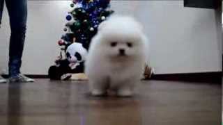 White puppy Pomeranian wwwelitdogcom Белый щенок померанского шпица [upl. by Esinaej931]