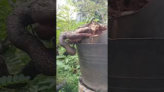 Tamarindus indica asem jawa cascade bonsai style [upl. by Ravid]