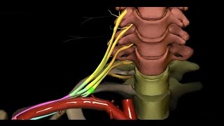 Obere Extremität  Plexus brachialis  Überblick 14 [upl. by Denby229]