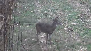 160 plus inch 9 point [upl. by Walther151]