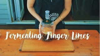 How To Ferment Finger Limes [upl. by Ruel684]