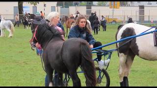 Horse Refusing Orders at Ballinasloe Horse Fair [upl. by Adneral]