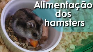 Alimentação dos hamsters Tudo o que você precisa saber [upl. by Anerehs]