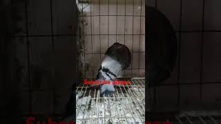 š‡§š‡©ā¯¤ļø¸blu gaditano fimale ā¯¤ļø¸š‡§š‡© pigeon birds explore youtube new viralvideos kabootarbazzi [upl. by Sergei]