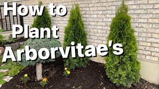 How to Plant Arborvitae Trees [upl. by Chamberlain]