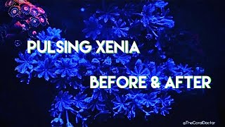 Pulsing Xenia Growth Before and After [upl. by Mailliwnhoj]