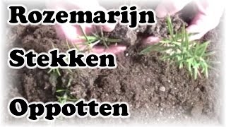 De Moestuin 60 Rozemarijn Stekken Oppotten [upl. by Anirbak]