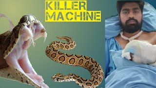 Russells viper the killer machine viral trending youtube [upl. by Polinski410]