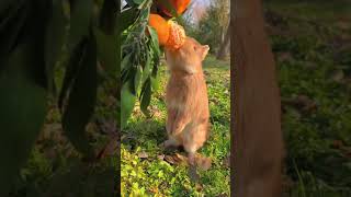 ASMR of a Rabbit Eating Tangerine animals cute cutepets [upl. by Clementina404]