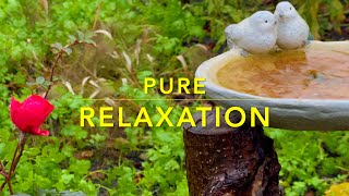 ASMR AUTUMN RAIN amp BIRD BATH  PURE RELAXATION [upl. by Cheshire]