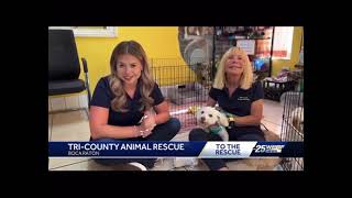 Our directorfounder Suzi Goldsmith speaks with WPBF in honor of National Adopt a Shelter Pet Day [upl. by Schuyler]