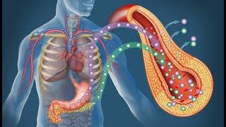 Fisiologia de las incretinas y mecanismos de accion de farmacos [upl. by Adnilym]