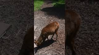 Indian Muntjac Adaptability and Range  Sequoia Park Zoo sciencefacts biology animals [upl. by Ruenhs]